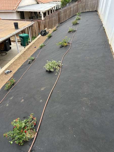 Irrigation system installation – sprinkler heads and drip lines installed in a residential yard in Riverside County, CA